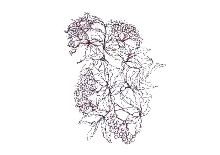 Sambucus nigra - Marina Gasparini 