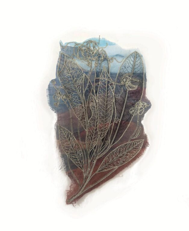 Cyanea comata - Marina Gasparini Marina Gasparini, Marina Gasparini