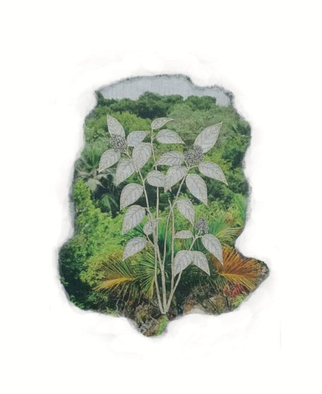 Dombeya rodriguesiana - Marina Gasparini Marina Gasparini, Marina Gasparini