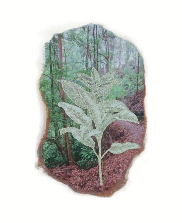 Melicope obovata, Obovate Melicope - Marina Gasparini Marina Gasparini, Marina Gasparini