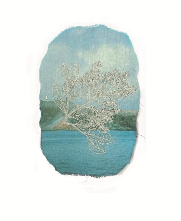 Hesperelaea palmeri - Marina Gasparini Marina Gasparini, Marina Gasparini