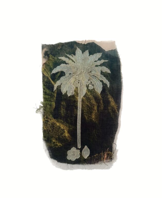 Cyanea superba - Marina Gasparini Marina Gasparini, Marina Gasparini