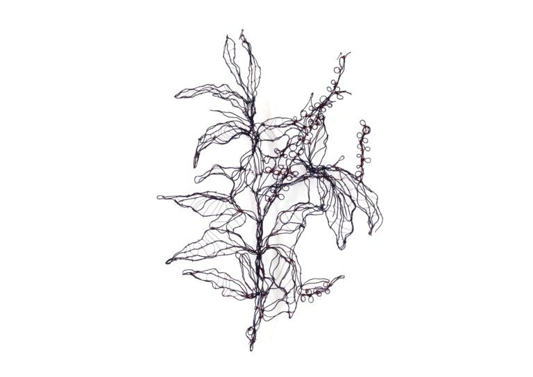 Prunus lustitanica - Marina Gasparini 