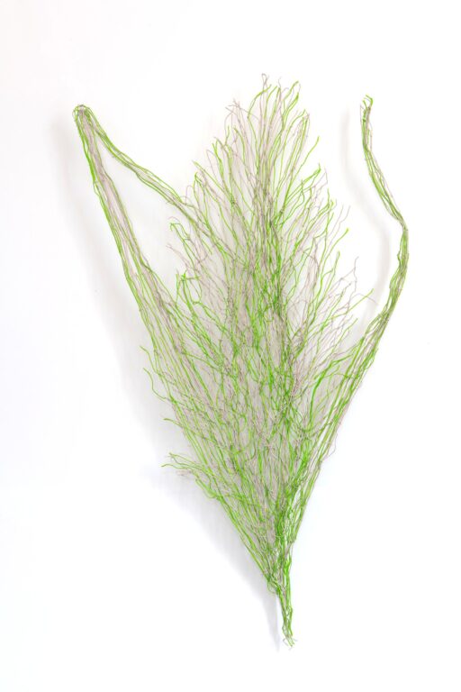 Phragmite australis - Marina Gasparini 