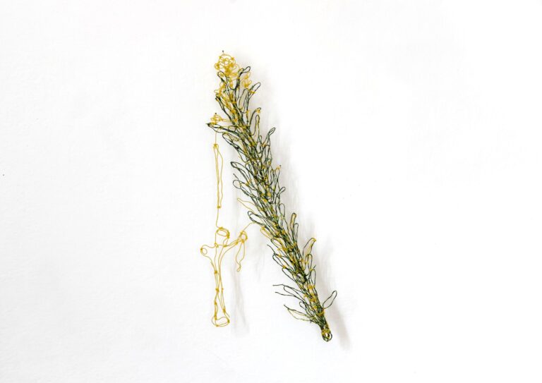 Daphne gnidium - Marina Gasparini 