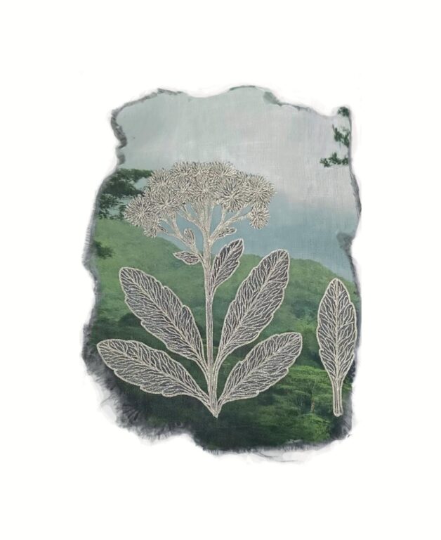 Vernonia sechellensis - Marina Gasparini Marina Gasparini, Marina Gasparini