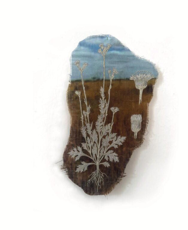 Senecio leucopeplus - Marina Gasparini Marina Gasparini, Marina Gasparini