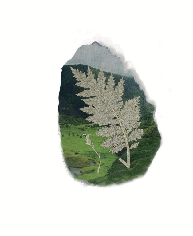 Cyanea cylindrocalyx - Marina Gasparini Marina Gasparini, Marina Gasparini