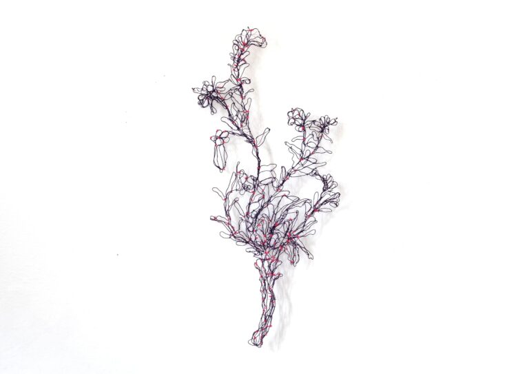 Alkanna tinctoria - Marina Gasparini 