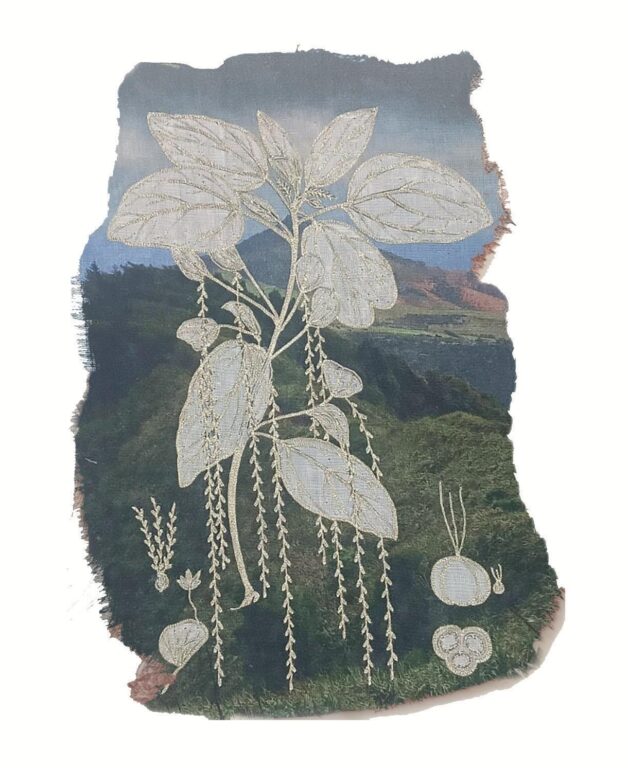 Acalypha rubrinervis (Cronk) - Marina Gasparini 