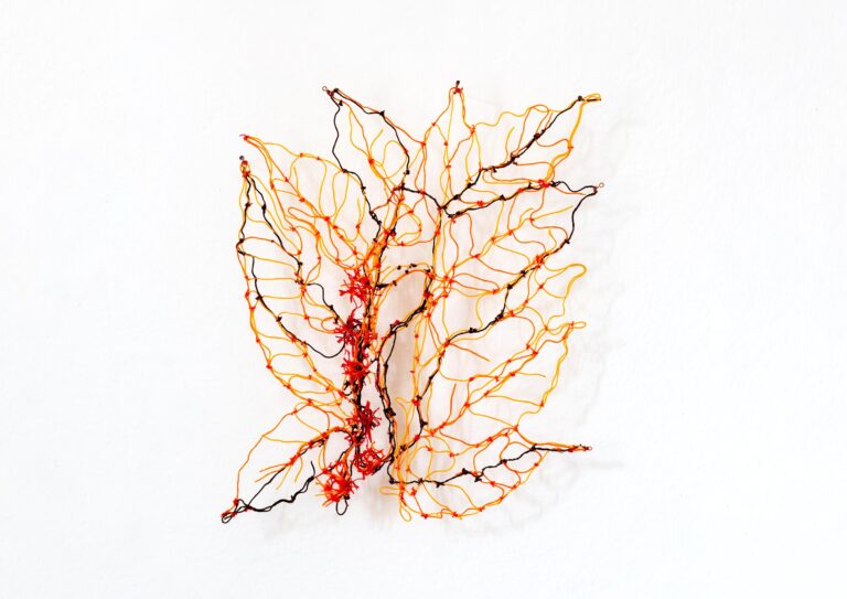 Maclura tinctoria - Marina Gasparini 