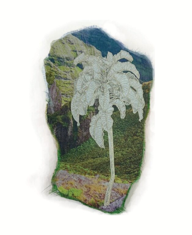 Dendroseris gigantea - Marina Gasparini Marina Gasparini, Marina Gasparini