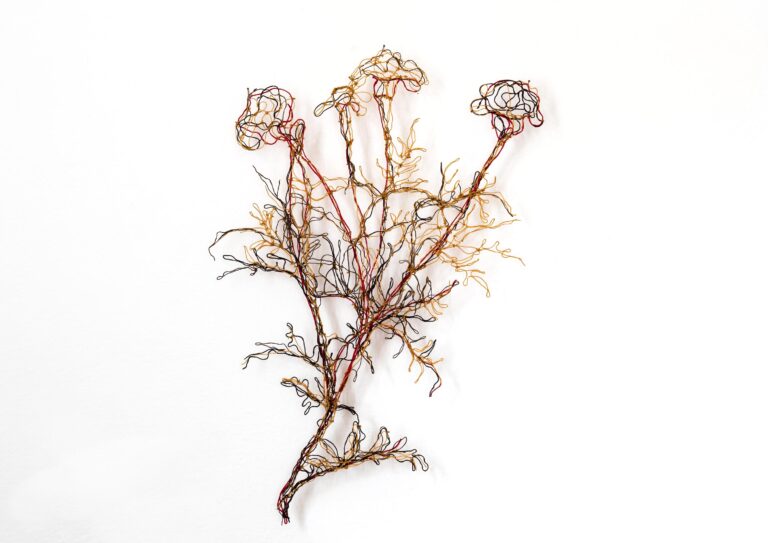 Tagetes patula - Marina Gasparini 