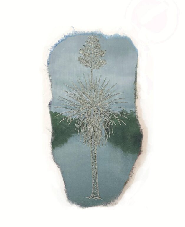 Furcraea macdougallii - Marina Gasparini Marina Gasparini, Marina Gasparini