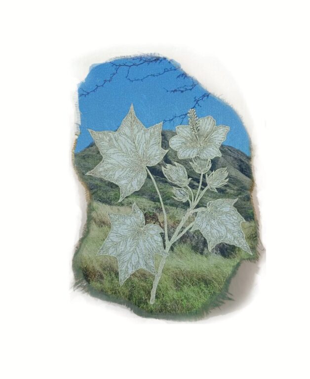 Kokia lanceolata - Marina Gasparini Marina Gasparini, Marina Gasparini