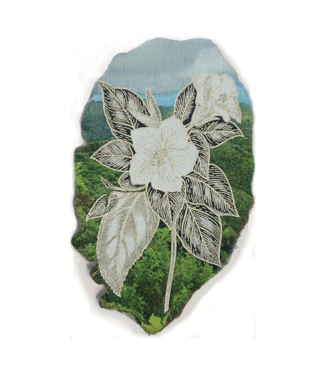 Trochetiopsis erythroxylon - Marina Gasparini Marina Gasparini, Marina Gasparini