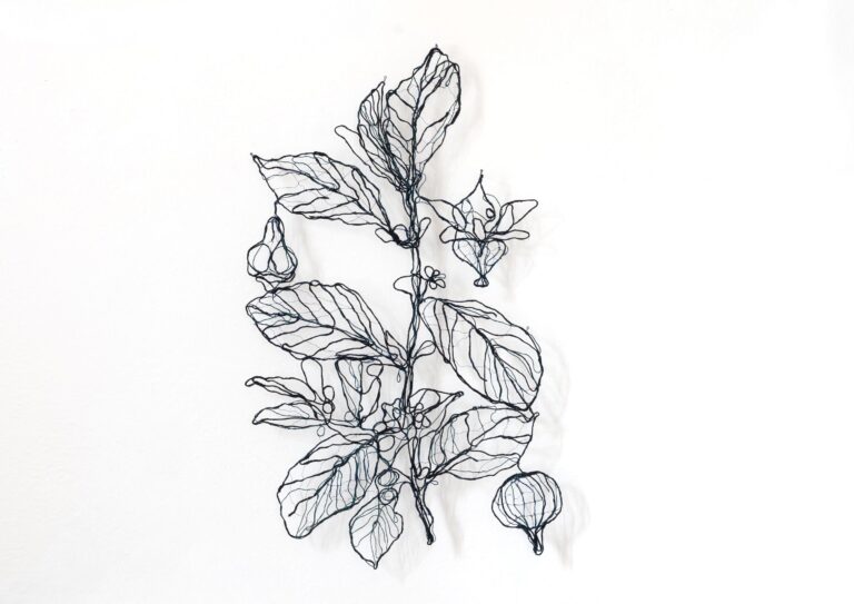 Frangula alnus - Marina Gasparini 