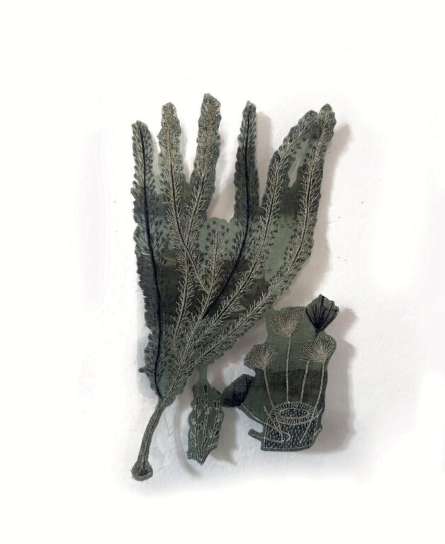 Vanvoorstia bennettiana - Marina Gasparini Marina Gasparini, Marina Gasparini