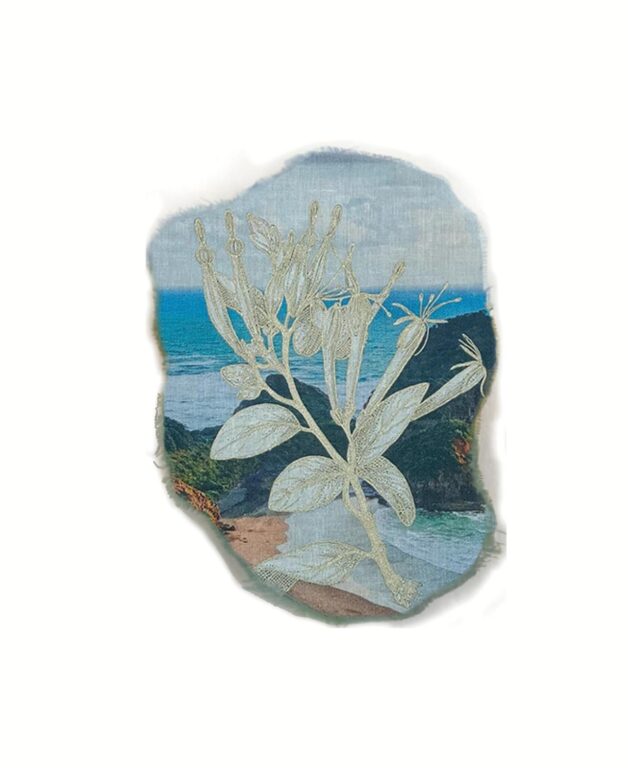 Trilepidea adamsii - Marina Gasparini Marina Gasparini, Marina Gasparini