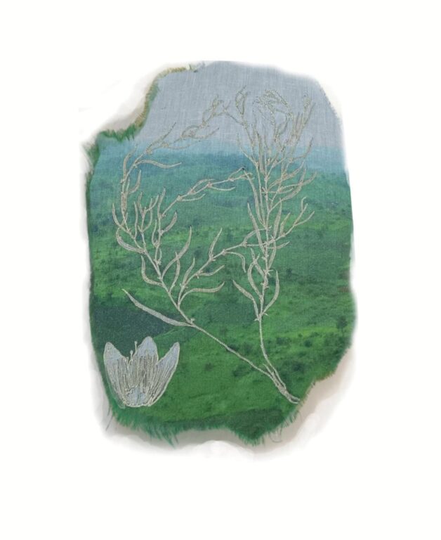 Basananthe cupricola - Marina Gasparini Marina Gasparini, Marina Gasparini