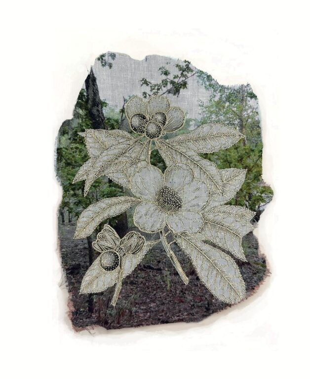 Franklinia alatamaha - Marina Gasparini Marina Gasparini, Marina Gasparini