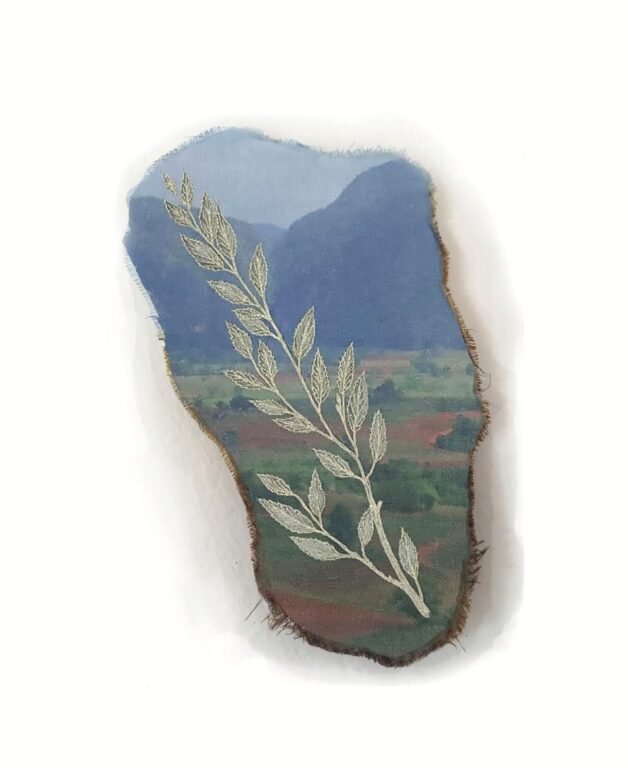 Monteverdia lineata, Nazareno - Marina Gasparini Marina Gasparini, Marina Gasparini