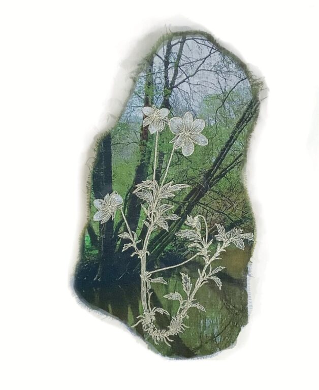 Viola cryana - Marina Gasparini Marina Gasparini, Marina Gasparini