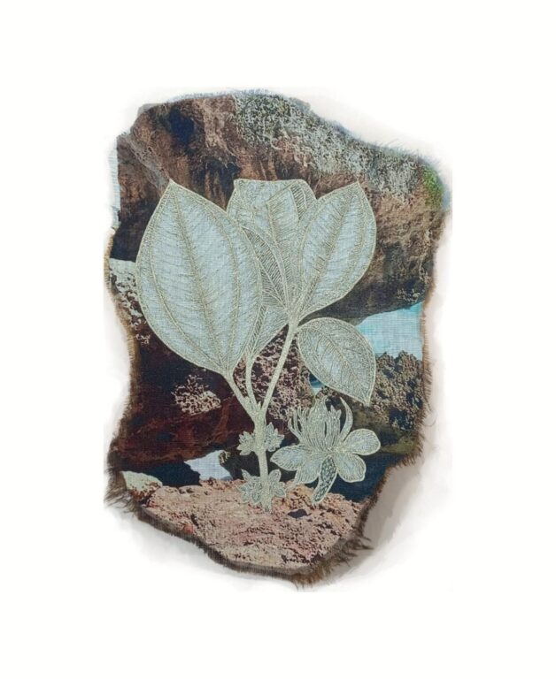 Henriettea membranifolia - Marina Gasparini Marina Gasparini, Marina Gasparini