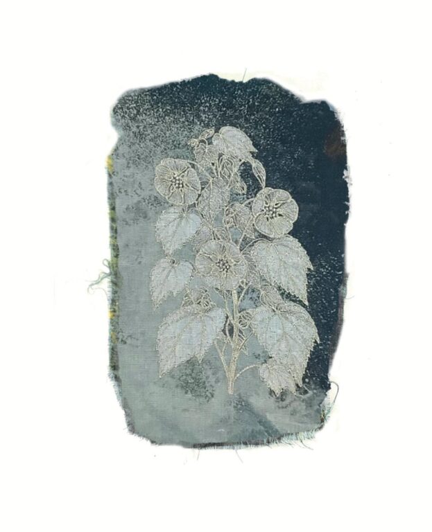 Abutilon pitcairnense (Yellow Fatu) - Marina Gasparini Marina Gasparini, Marina Gasparini