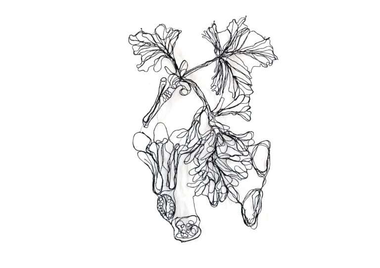 Ribes sanguineum - Marina Gasparini 