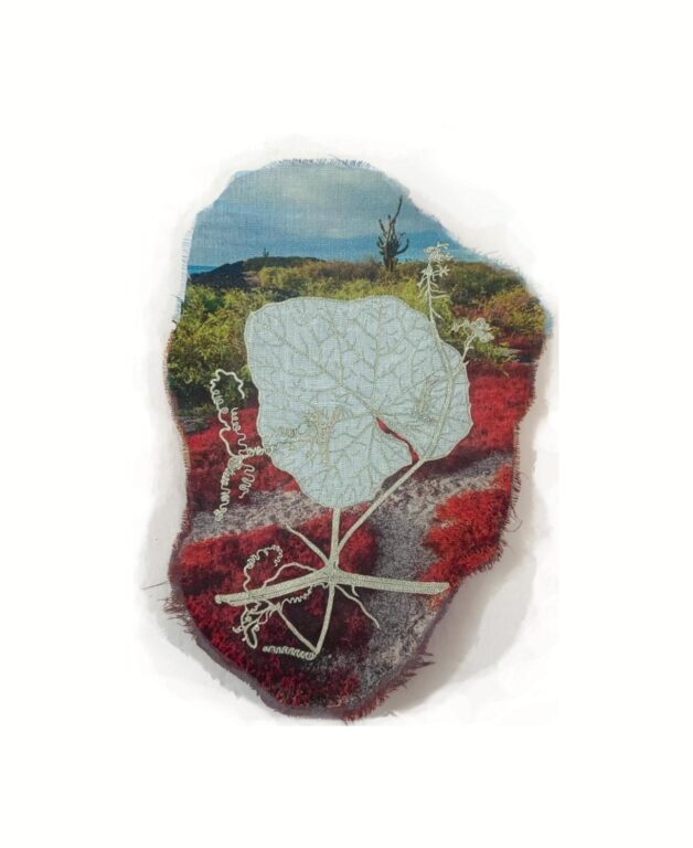 Sicyos villosus - Marina Gasparini Marina Gasparini, Marina Gasparini