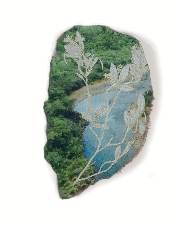 Stenocarpus dumbeensis - Marina Gasparini Marina Gasparini, Marina Gasparini