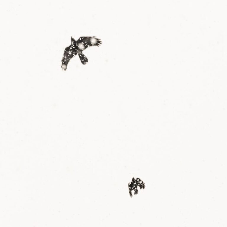 White Noise - Hannah Schemel, Nicola Hackl-Haslinger, Roberto Ghezzi, Uwe Langmann 