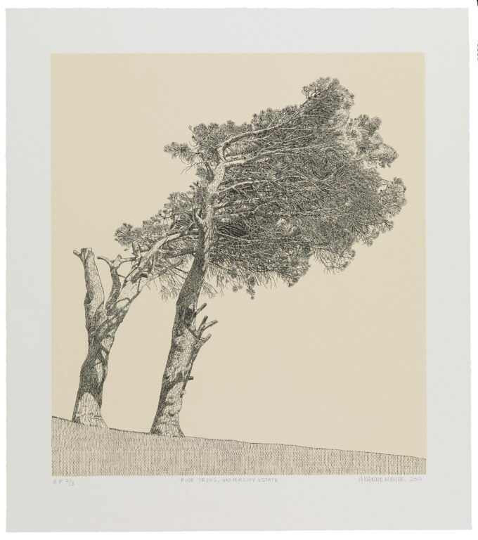 Pine Trees, University Estate - Anton Kannemeyer 