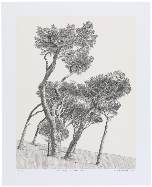 Pine Trees, De Waal Drive - Anton Kannemeyer 