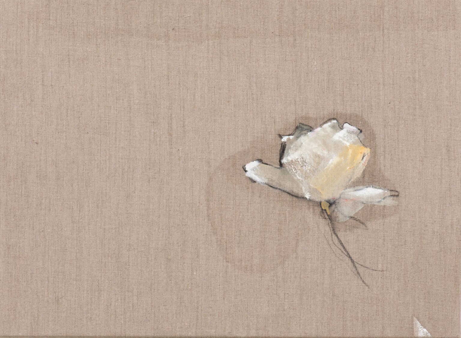 Magnolie - Peter Krawagna 