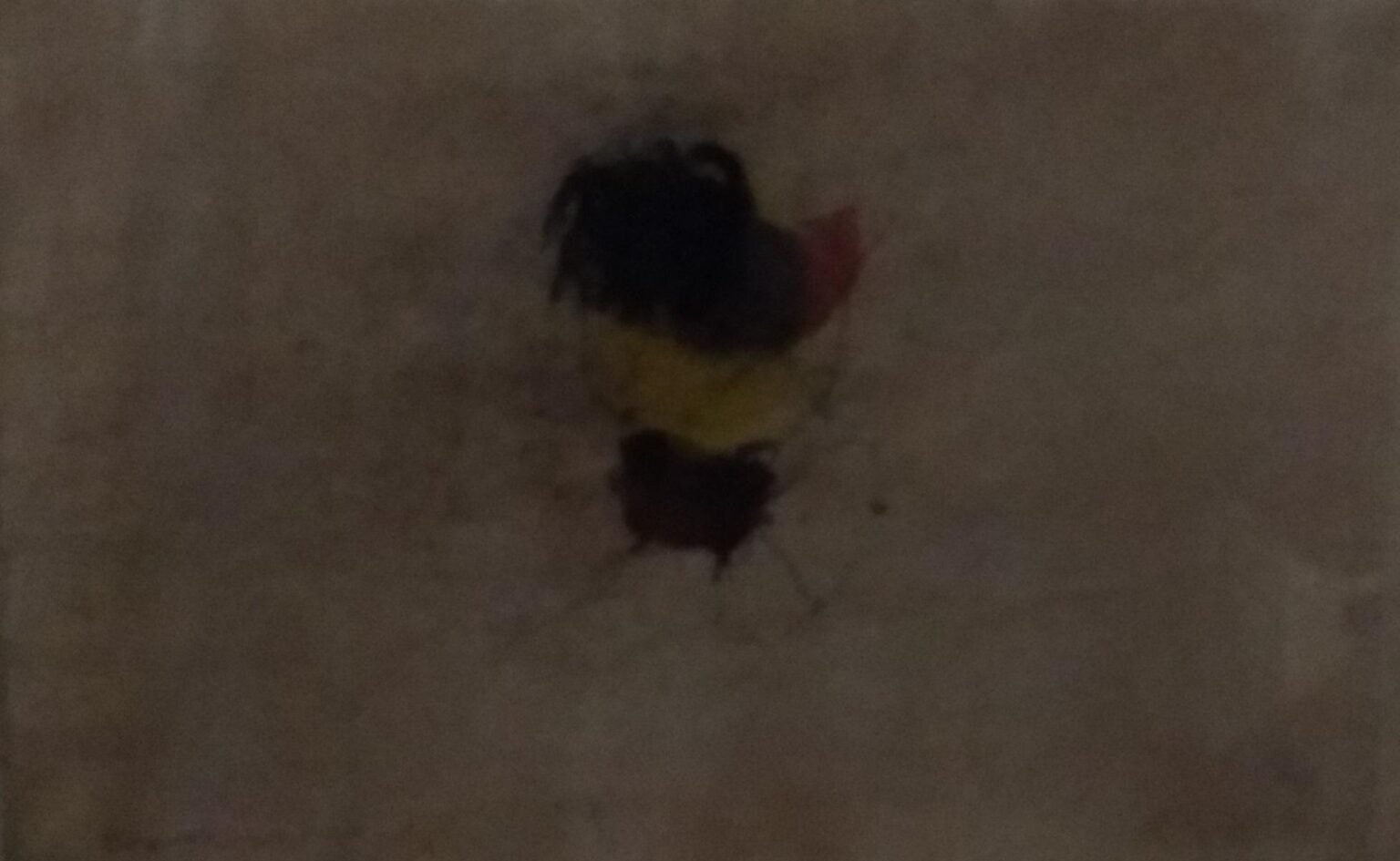 O.T. - Peter Krawagna 