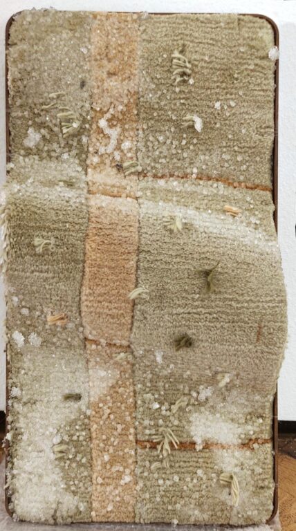 In search for home - Noushin Redjaian 