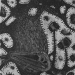 teamspring ImportFile size: small (320 x 234 px)
