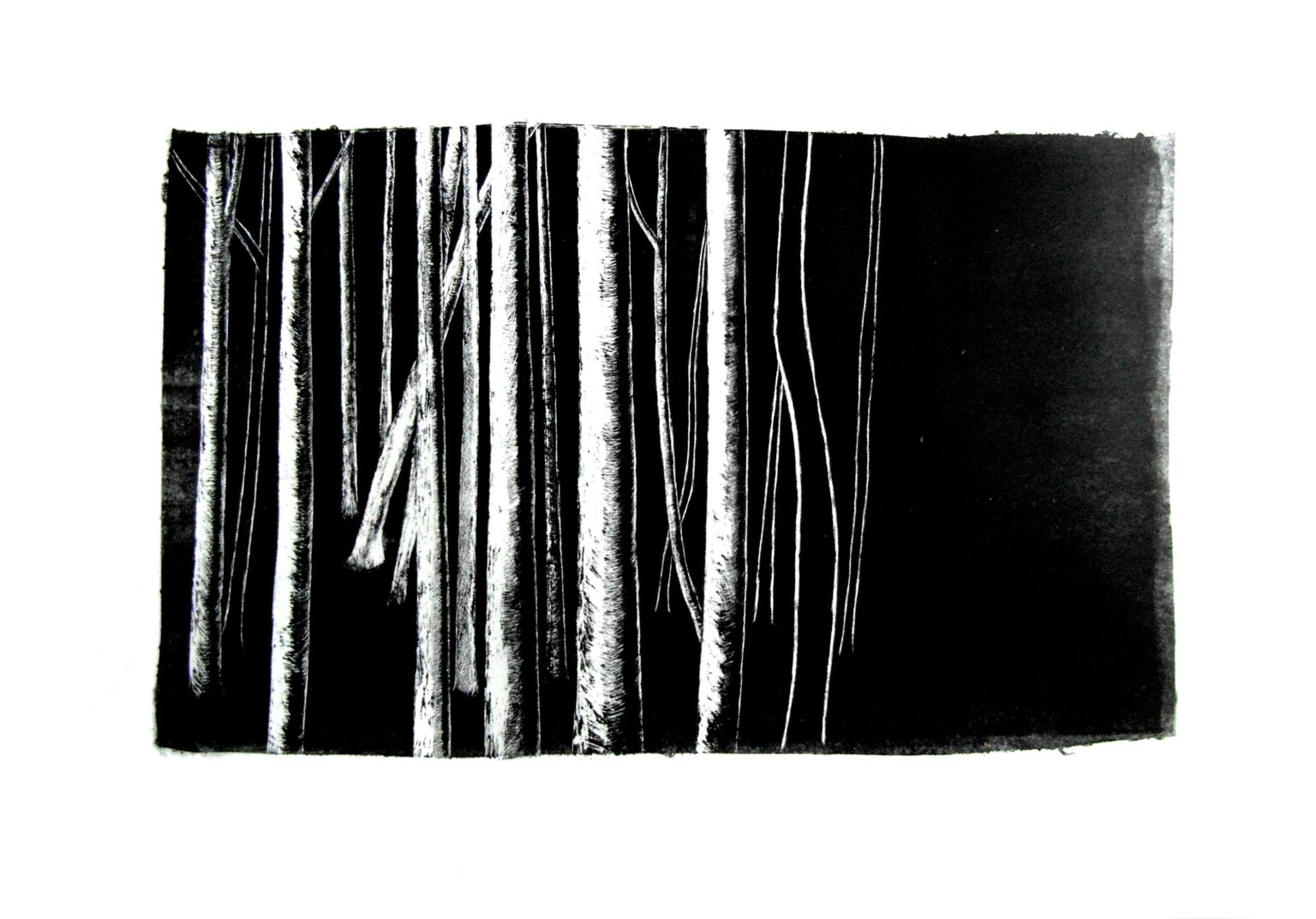 Buchenwald . Digitaldruck - David Weiss 