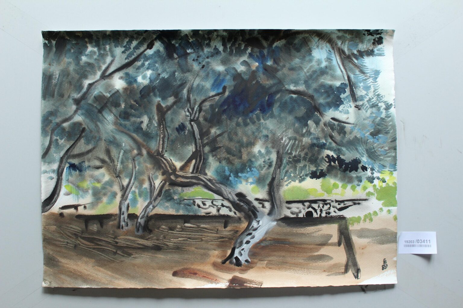 Olivenbäume in Glyfada (Korfu) - Gerd Baukhage 