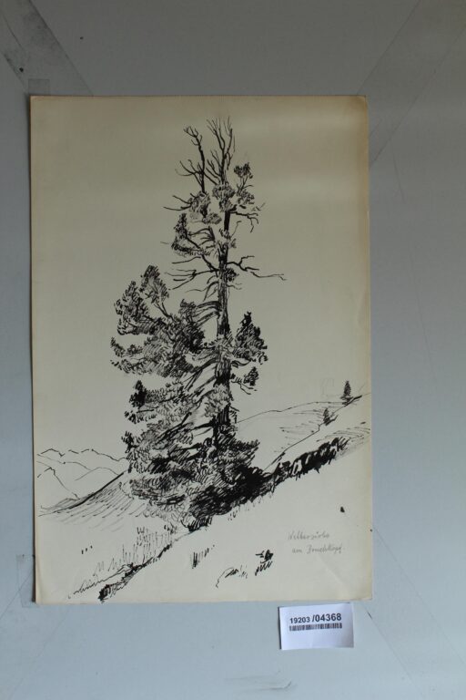 Wetterzirbe am Bruchkopf - Gerd Baukhage 