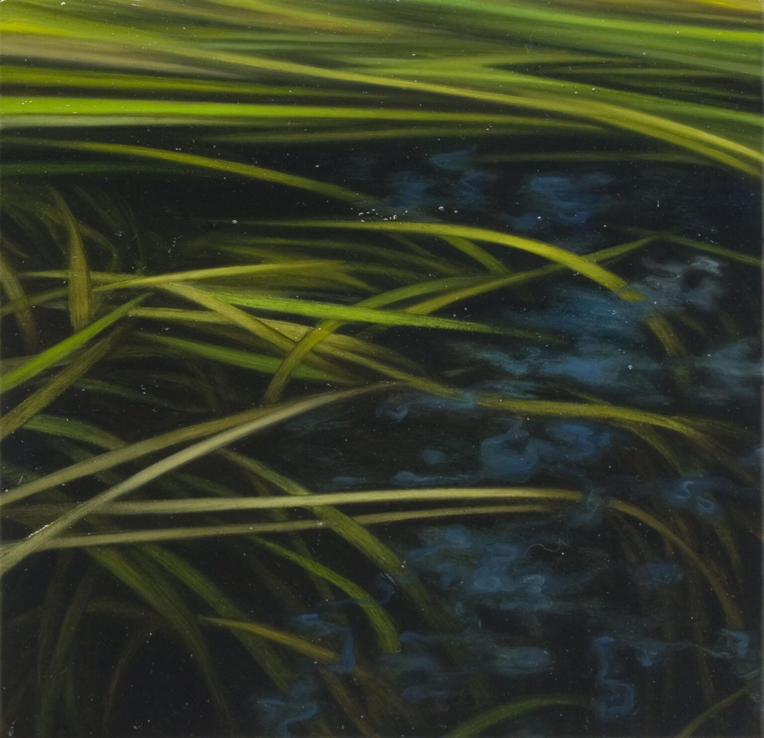 Wasserpflanzen II - Andreas Lei&szlig;ner 