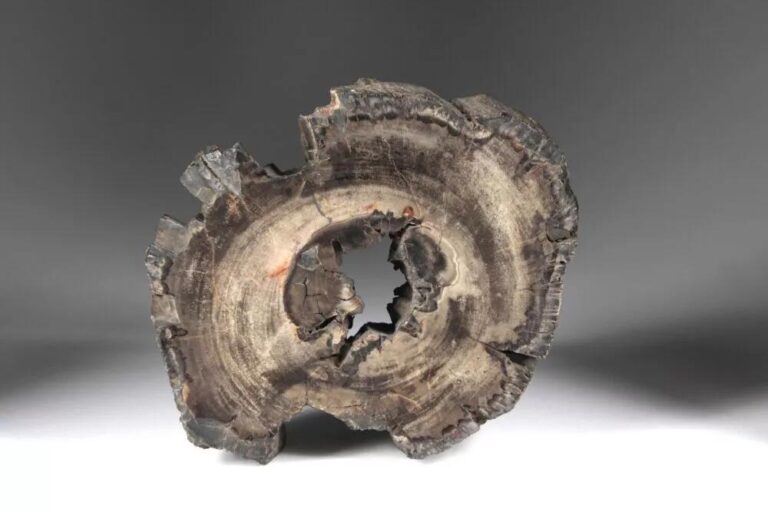 Scheibe von einem versteinerten Baum - Wunderkammer 
