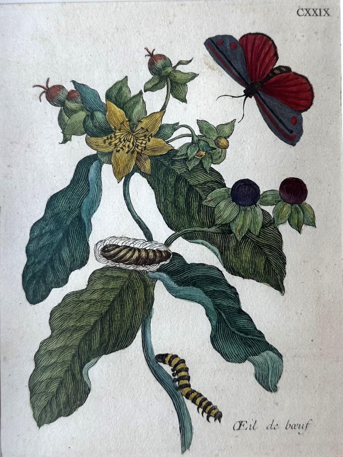 Oeil de boeuf - Maria Sibylla Merian 