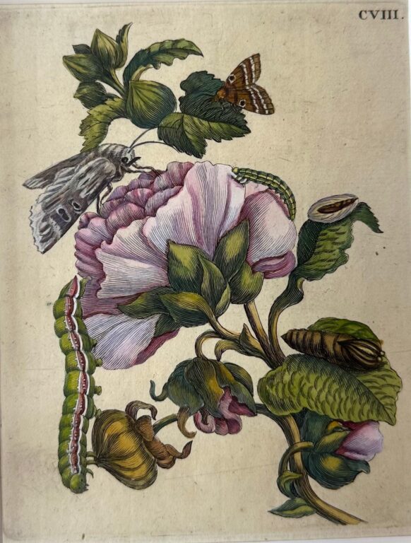 Tafel: CVIII - Maria Sibylla Merian 