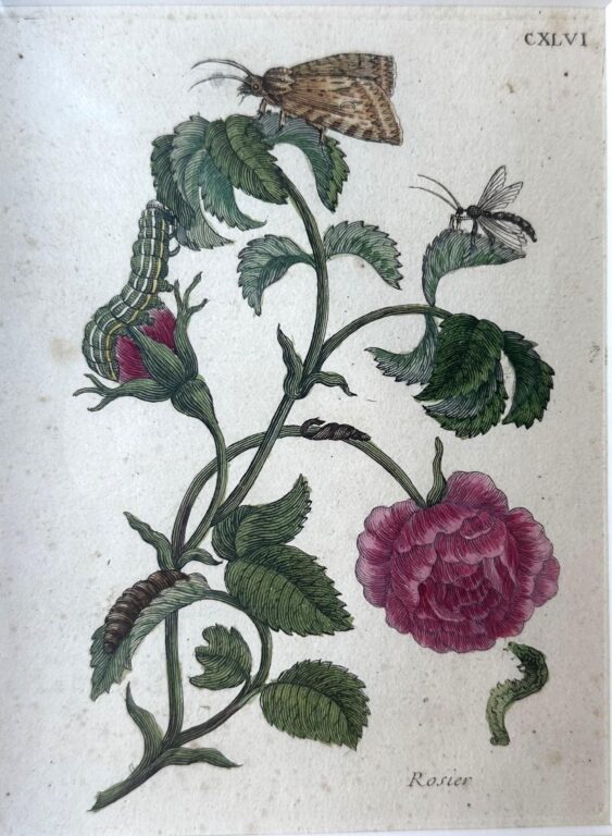 Tafel: CXLVI - Maria Sibylla Merian 