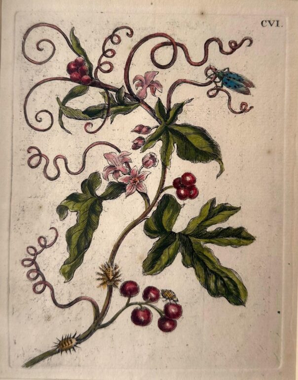 Tafel: CVI - Maria Sibylla Merian 