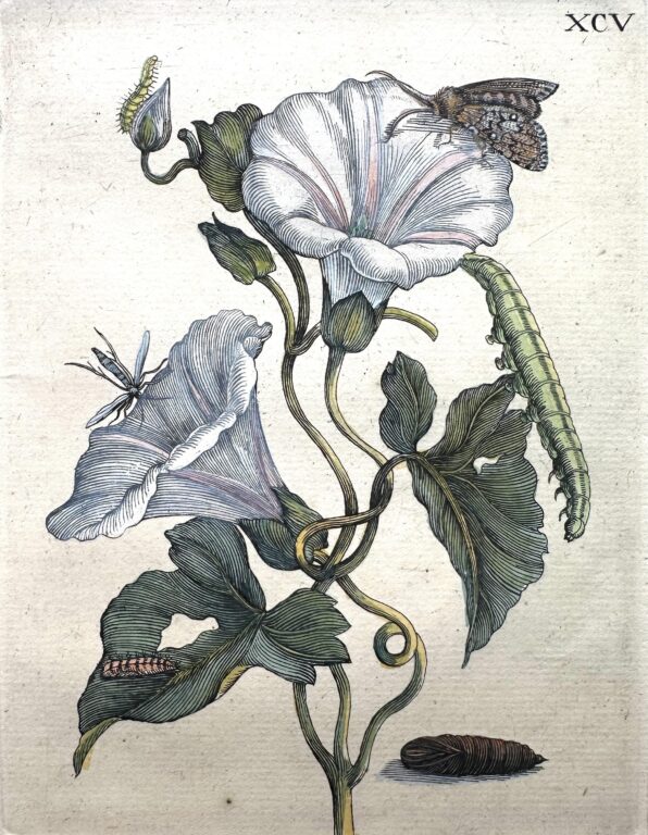 Tafel: XCV - Maria Sibylla Merian 