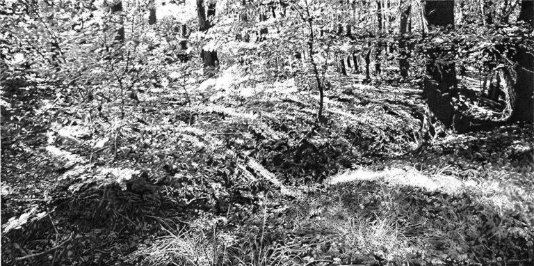 2010_2.Wald - Peter Wels 